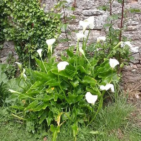 Le Clos Des Roses Fermanville